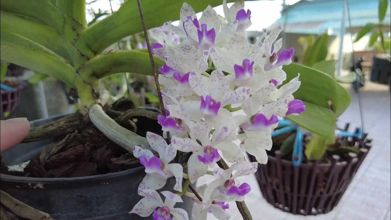 Should I water my orchid more when it's blooming? How to water to make orchid flower last longer