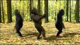 Prikol Oynuyan Meymunlar.