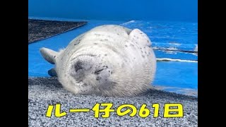 【ゴマフアザラシ】ルー仔の61日・伊勢シーパラダイス