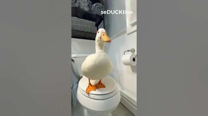 My Duck Song