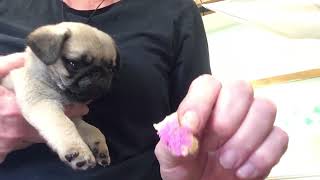 How to cut puppies claws and worm them at 7 weeks old! 😂 by Beverley Benbow 55 views 1 year ago 6 minutes, 29 seconds