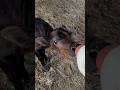 Bottle baby #ranchlife