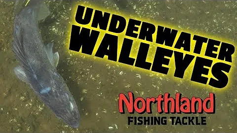 Crazy Underwater Walleye Footage + TAGGED FISH!!!