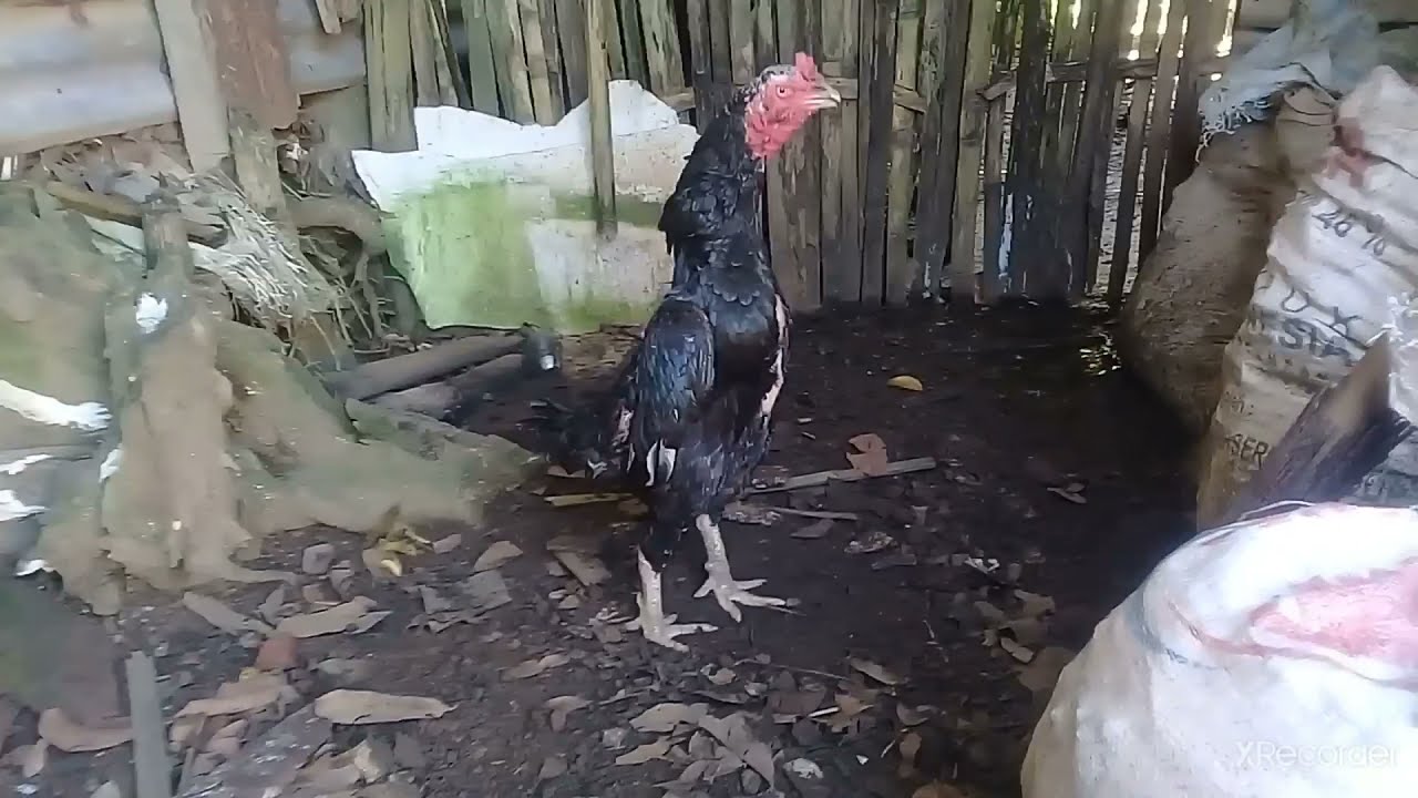 Aneh ayam bangkok betina berkokok