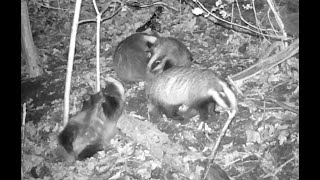 Playful Badger Family Caught on Trail Camera | Social Behaviour in UK Wildlife