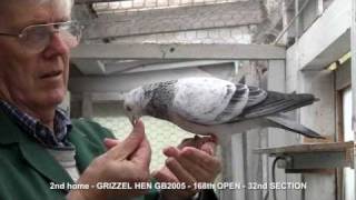 Racing Pigeons Long Distance 02
