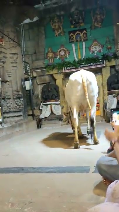 Gau Mata taking first darshan of the day of Laxmi Narasimha Swamy | Ahobilam | Andhra Pradesh