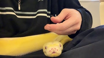 13ft Reticulated Python enjoying head massage.
