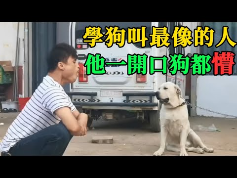 學狗叫最像的人，他一開口狗都懵逼 #動物的迷惑行為  #養狗的樂趣  #狗狗的心思都寫在臉上