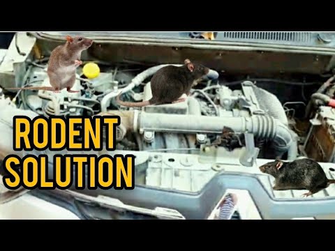 Top 5 RODENT ������solution for cars | 5 ways to get rid of RATS ������ from you car | sansCARi sumit