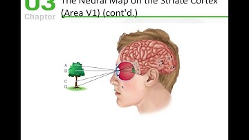 Sensation and Perception Module 2 Presentation