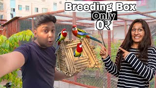 Lovebird Ko Breeding Box Dete Hi Good News  || जुगाड़ लगा कर ब्रीडिंग बॉक्स बनाना सीखें || pet Vlog