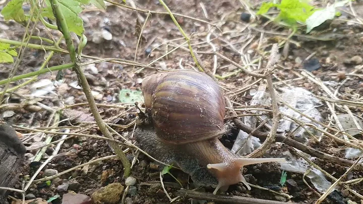 Largest Snail in the world Lifecycle snails animal❤️️