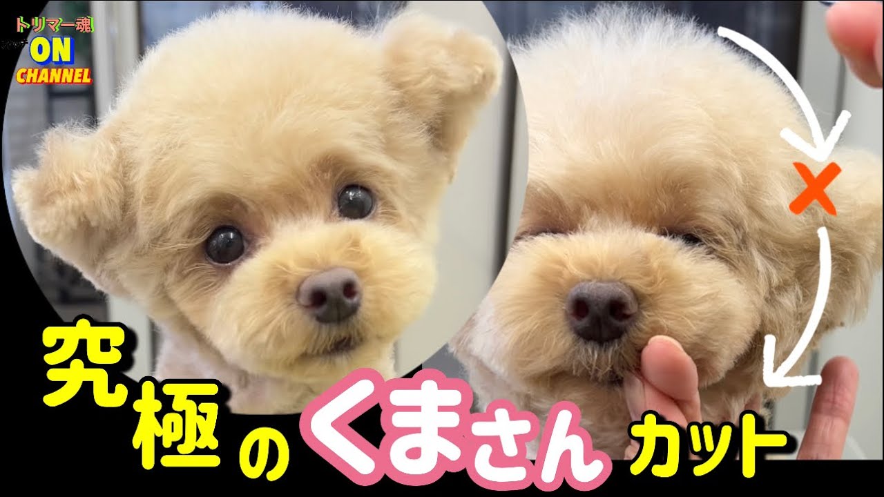 トリミングトイプードルくまさんカット 顔周り耳マズル他 カットのやり方詳しく解説