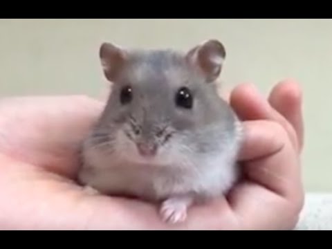 ジャンガリアンハムスターのブルーサファイアに悶絶 Djungarian Hamster Blue Sapphire Youtube