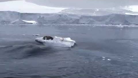 Killer Whales create Wave to knock Seal off Iceberg