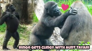 Ringo Gets Clingy With Aunt Tayari Jabali Steals The Show With Chest-Beating林戈黏著塔莉阿姨呷百二用拍胸搶鏡