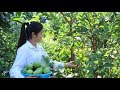 Fresh & Yummy Guava Fruit - Guava fruit recipe prepare by countryside life TV.