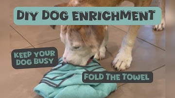 DIY Enrichment for Dogs: How to Fold the Towel for Treats and Fun 🤩