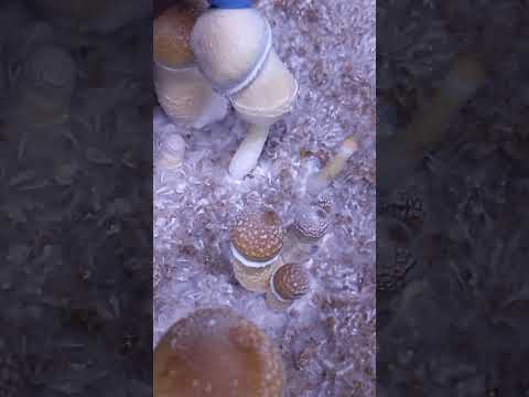 Interesting growth or mutation? #mushrooms #mutation #shorts #love #fungi