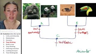 Evolution 4- Tree thinking