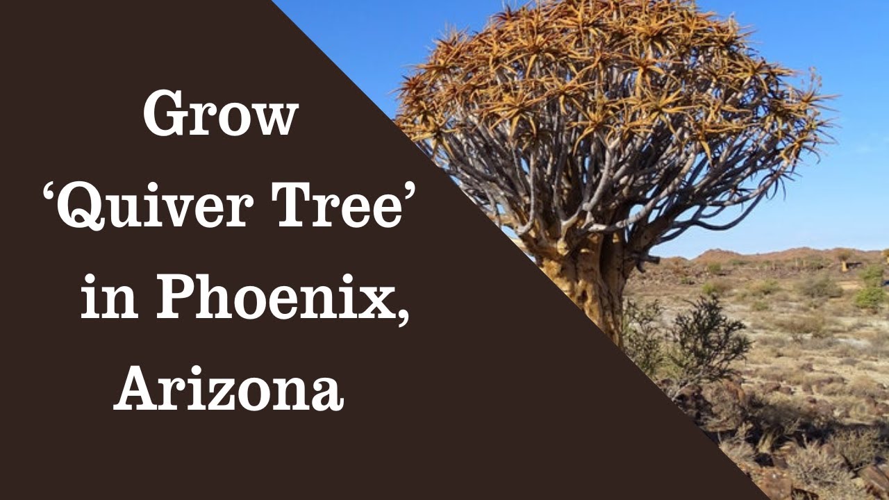 Grow Aloidendron dichotomum Quiver Tree Aloe dichotoma Kokerboom, Choje Aloe Tree in Phoenix Arizona