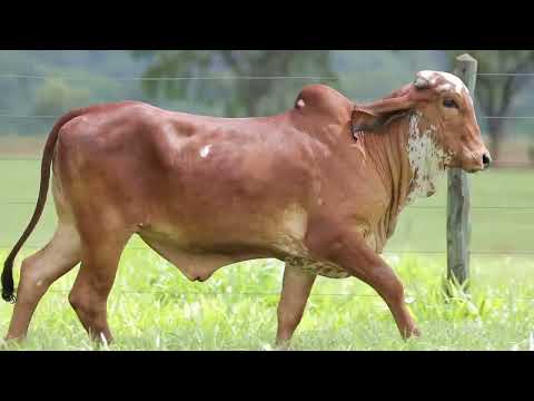 LOTE 21   SIBÉRIA FIV CAL   CAL 14445