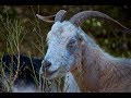 Goats in tilden park