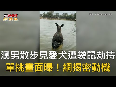 CTWANT 國際新聞 / 澳男散步見愛犬遭袋鼠劫持 單挑畫面曝！網揭密動機