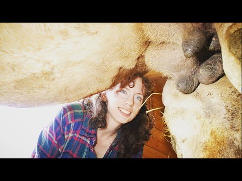 SHE MILKS A CAMEL FOR THE FIRST TIME