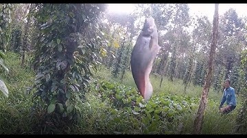 Cắm Câu Dính Cá Lóc , Cá Trê , Cá Thác Lác ...Thật Tuyệt Vời | Câu Cá TV