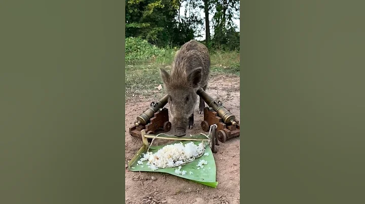 Will these hungry wild hogs finish the feast… or get slammed inside the trap? 🐗