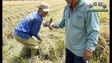 Theo máy gặt bắt chim, chuột, ếch - Khám phá vùng quê