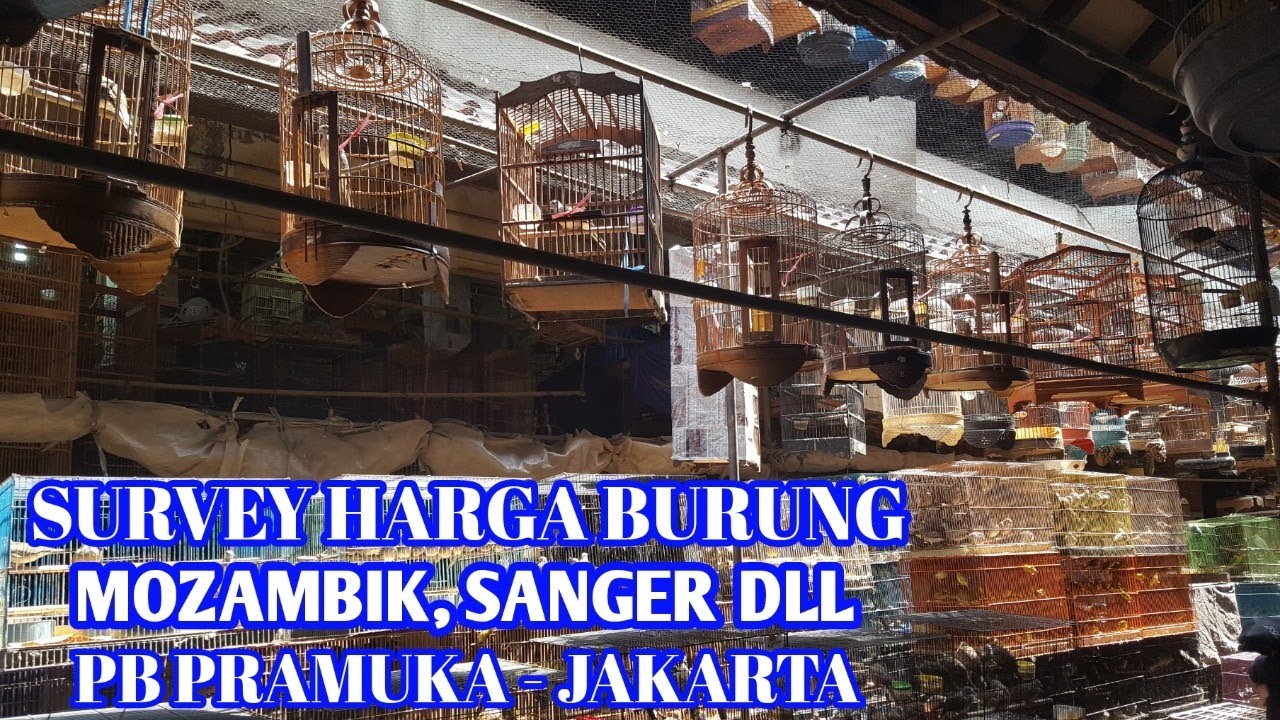 Survey Harga Burung Mozambik Sanger Dll Youtube