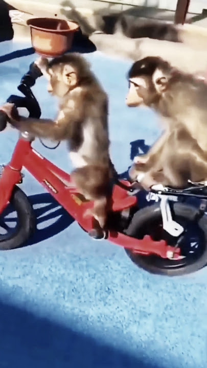 Monyet naik sepeda #monkey #monyet #funny #cute