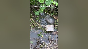 Câu cá rô đầu mùa ăn thấy mê #câucárôđồng #thápmườiquêtôi #caucaro #câucárô #fishing