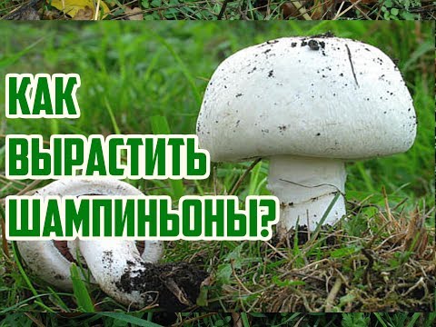 Выращивание шампиньонов / Как вырастить грибы в саду