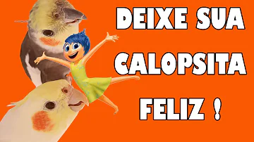 Como fazer brinquedos para calopsita passo a passo?