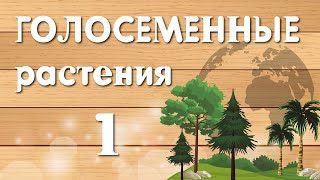 Голосеменные Растения (Часть1)