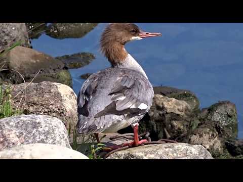 Большой крохаль (самка)