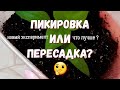 Пикировка рассады перца. Что можно, а что нельзя делать при пересадке. Начало эксперимента!