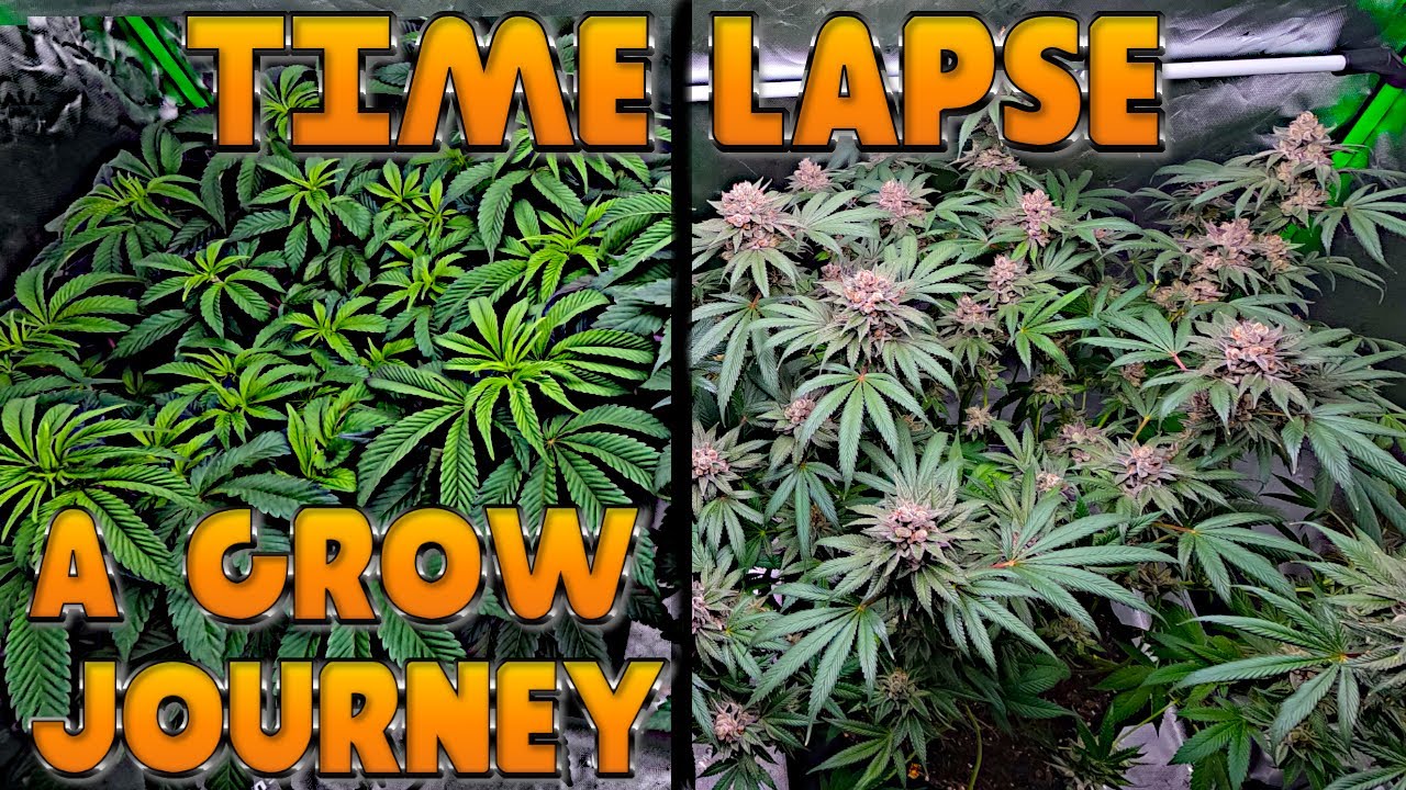 Das Leben einer Cannabispflanze - Ein kompletter Lebenszyklus - Life of a Plant - Time Lapse