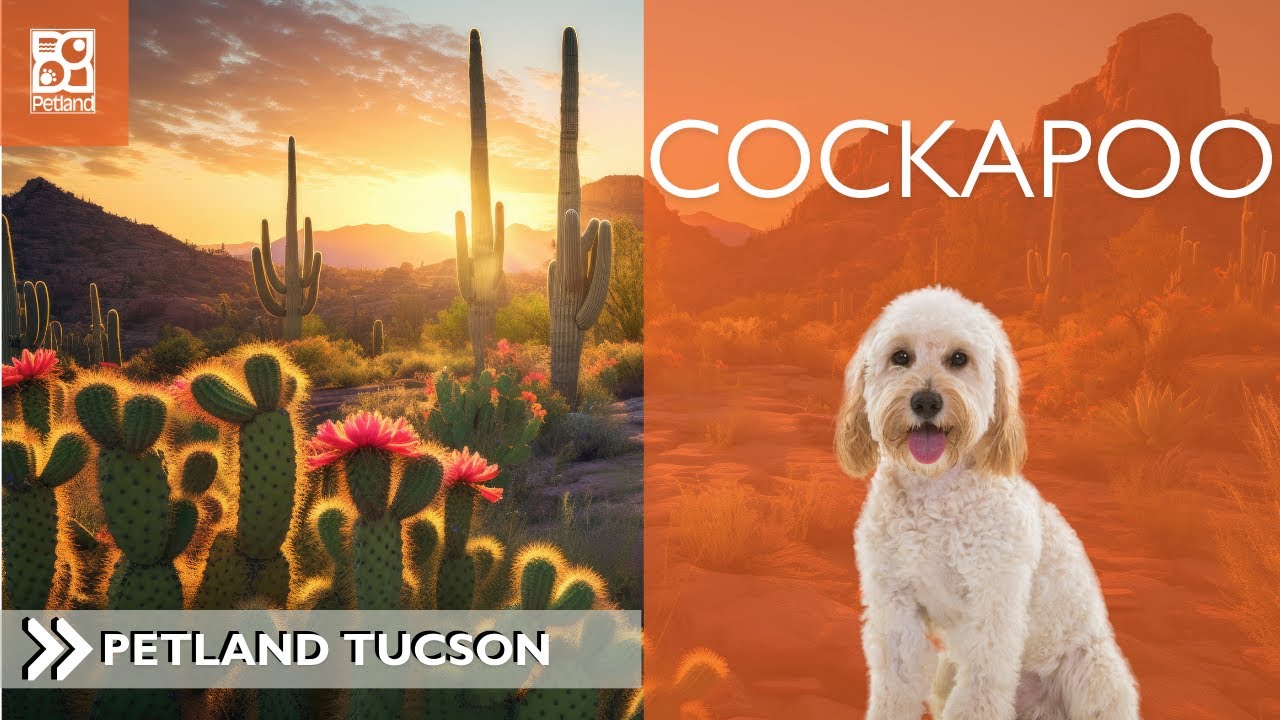 Cockapoo: Pawsitively Fascinating 101 Breed Facts - YouTube