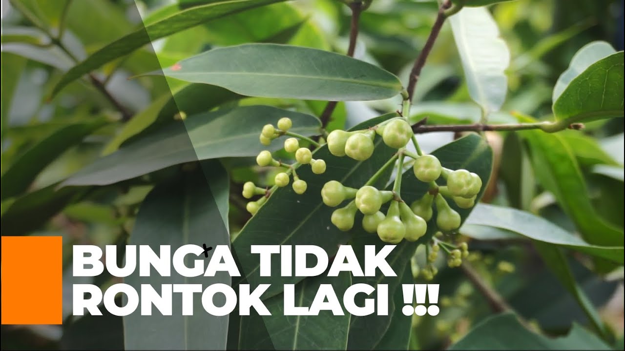 Cara Budidaya Jambu Madu Deli | Treatment Anti Rontok Bunga Jambu Madu Deli  | Video Seri 09