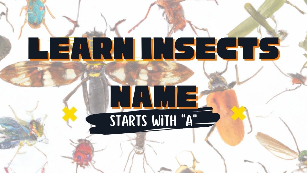 10 Insects Names That Start with the Letter 'A' Learn About the