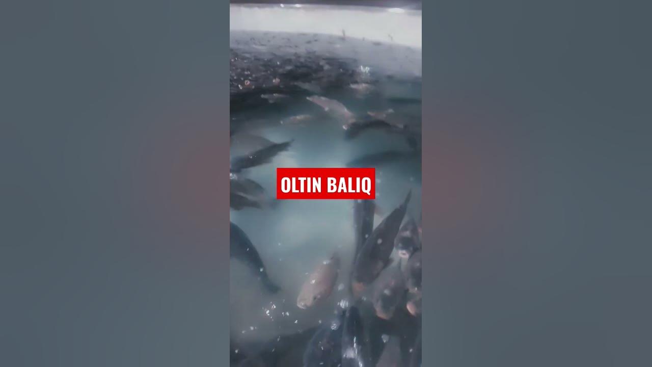OLTIN BALIQ KO‘RGANMISZ - YouTube