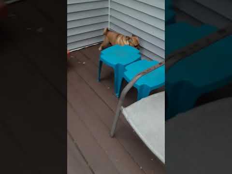 #puggle zooming