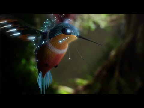 Dünyanın En Küçük Kuşu HD - Sinek Kuşu (Hummingbird)