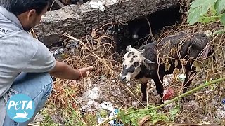 Animal Rahat Transforms the Lives of Two Calves