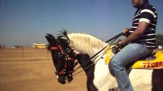 Mahabaleshwar Horse Riding.AVI